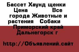 Бассет Хаунд щенки › Цена ­ 20 000 - Все города Животные и растения » Собаки   . Приморский край,Дальнегорск г.